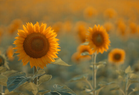 9. SE SOUVENIR DES TOURNESOLS _ VEO